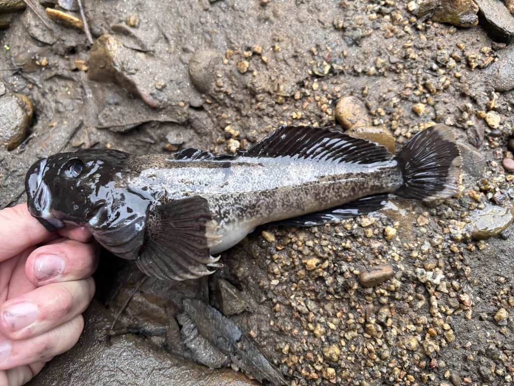 Bullhead (Cottus asper) — Cottidae