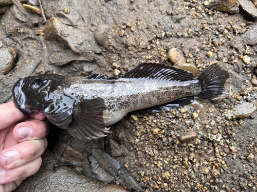 Bullhead (Cottus asper) — Cottidae