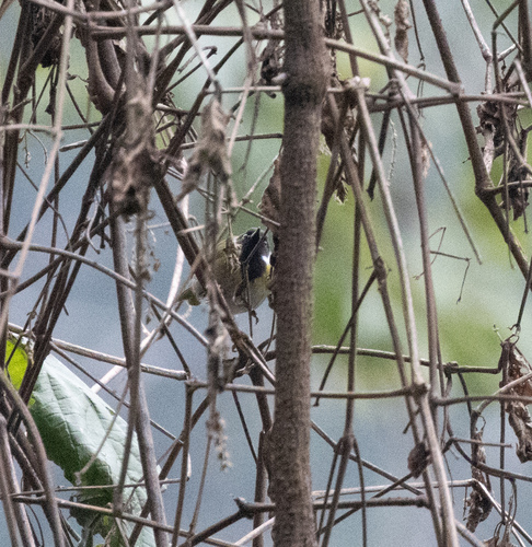 Mountain Masked Apalis (Apalis personata), photo 8