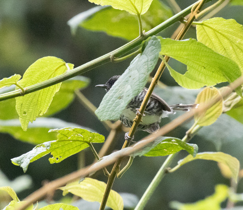 Banded Prinia (Prinia bairdii), photo 10