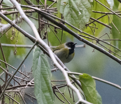 Mountain Masked Apalis (Apalis personata), photo 2