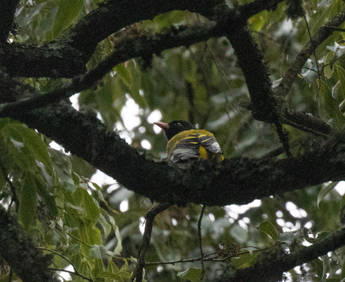 Mountain Oriole (Oriolus percivali), photo 10