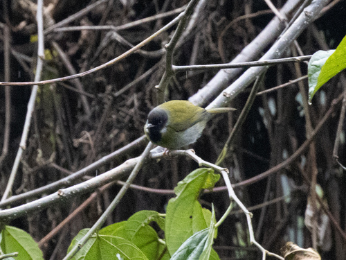 Mountain Masked Apalis (Apalis personata), photo 9