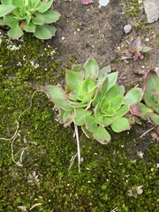 Craterostigma wilmsii