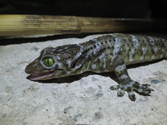 Gekko smithii