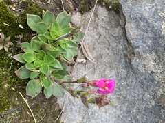 Craterostigma wilmsii