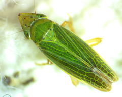 Draeculacephala balli