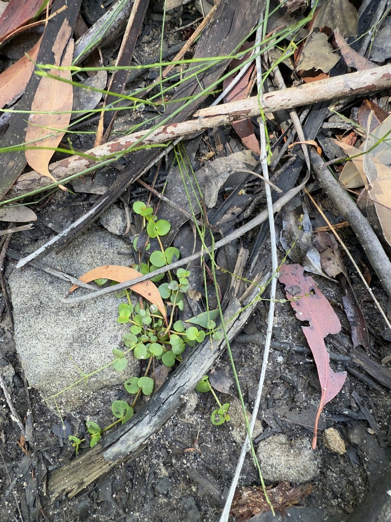 creeping raspwort in December 2025 by Julie K · iNaturalist