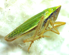 Draeculacephala balli