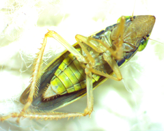 Draeculacephala balli