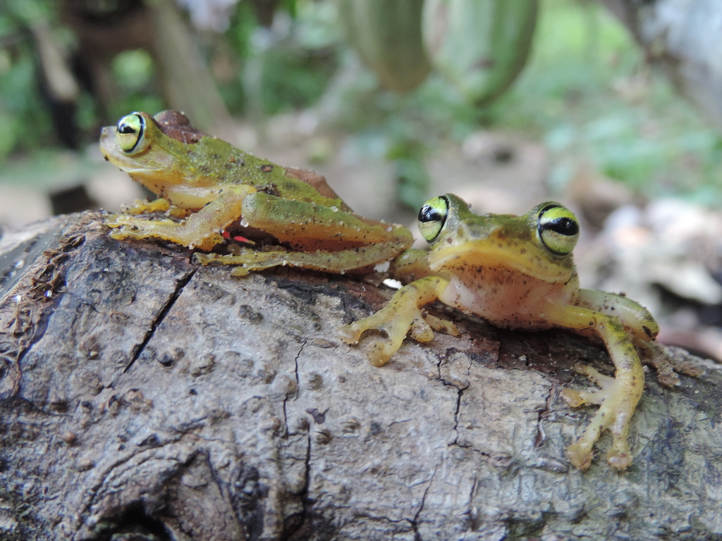 Loka Flying Frog