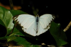 Ascia monuste orseis