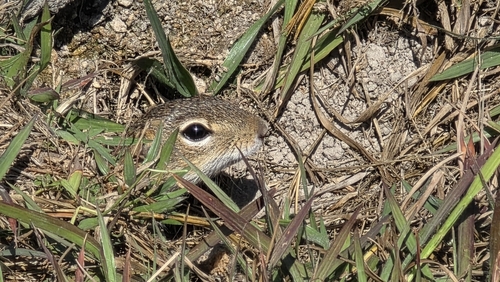 Mexican Ground Squirrel observed by steveshunk