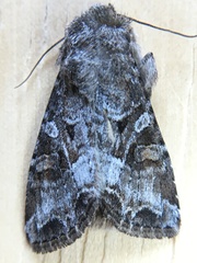Trichordestra liquida