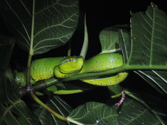 Tropidolaemus subannulatus