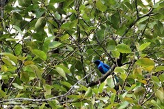Cotinga amabilis