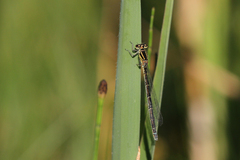 Coenagrion mercuriale