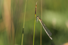 Coenagrion mercuriale