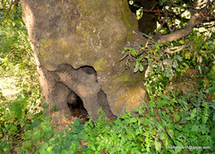 Quercus semecarpifolia