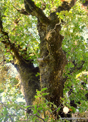 Quercus semecarpifolia