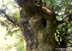 Quercus semecarpifolia