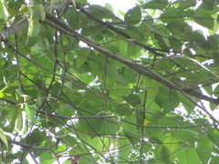 Aulacorhynchus derbianus