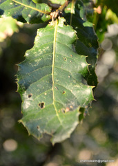Quercus semecarpifolia