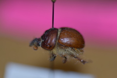 Bolbocerastes regalis