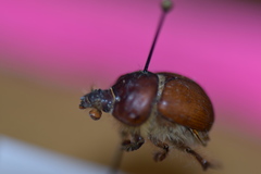 Bolbocerastes regalis