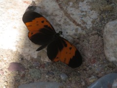 Heliconius numata