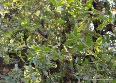 Quercus semecarpifolia