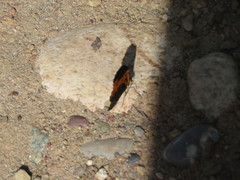 Heliconius numata
