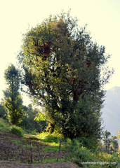 Quercus semecarpifolia