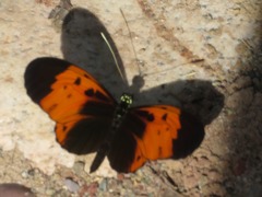 Heliconius numata