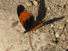 Heliconius numata