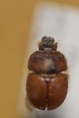 Bolbocerastes regalis