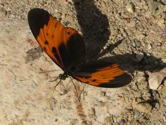 Heliconius numata