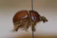 Bolbocerastes regalis