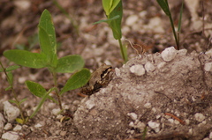 Pseudacris streckeri
