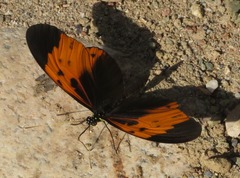 Heliconius numata