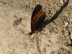 Heliconius numata