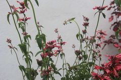 Agastache mexicana