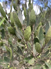 Robsonodendron eucleiforme