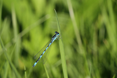 Coenagrion mercuriale