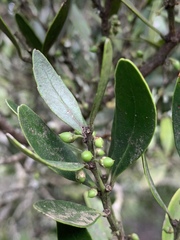 Robsonodendron eucleiforme