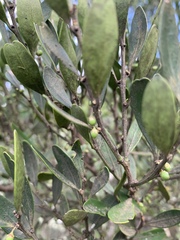 Robsonodendron eucleiforme