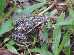 Ingerophrynus biporcatus