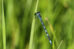 Coenagrion mercuriale