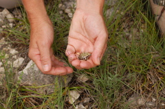 Pseudacris streckeri