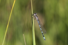 Coenagrion mercuriale